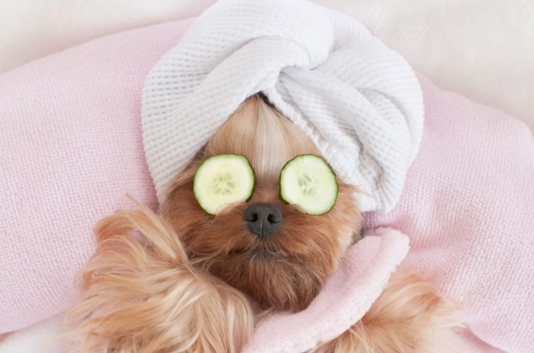 About Woofs of Wixford - Dog Grooming Bidford on Avon